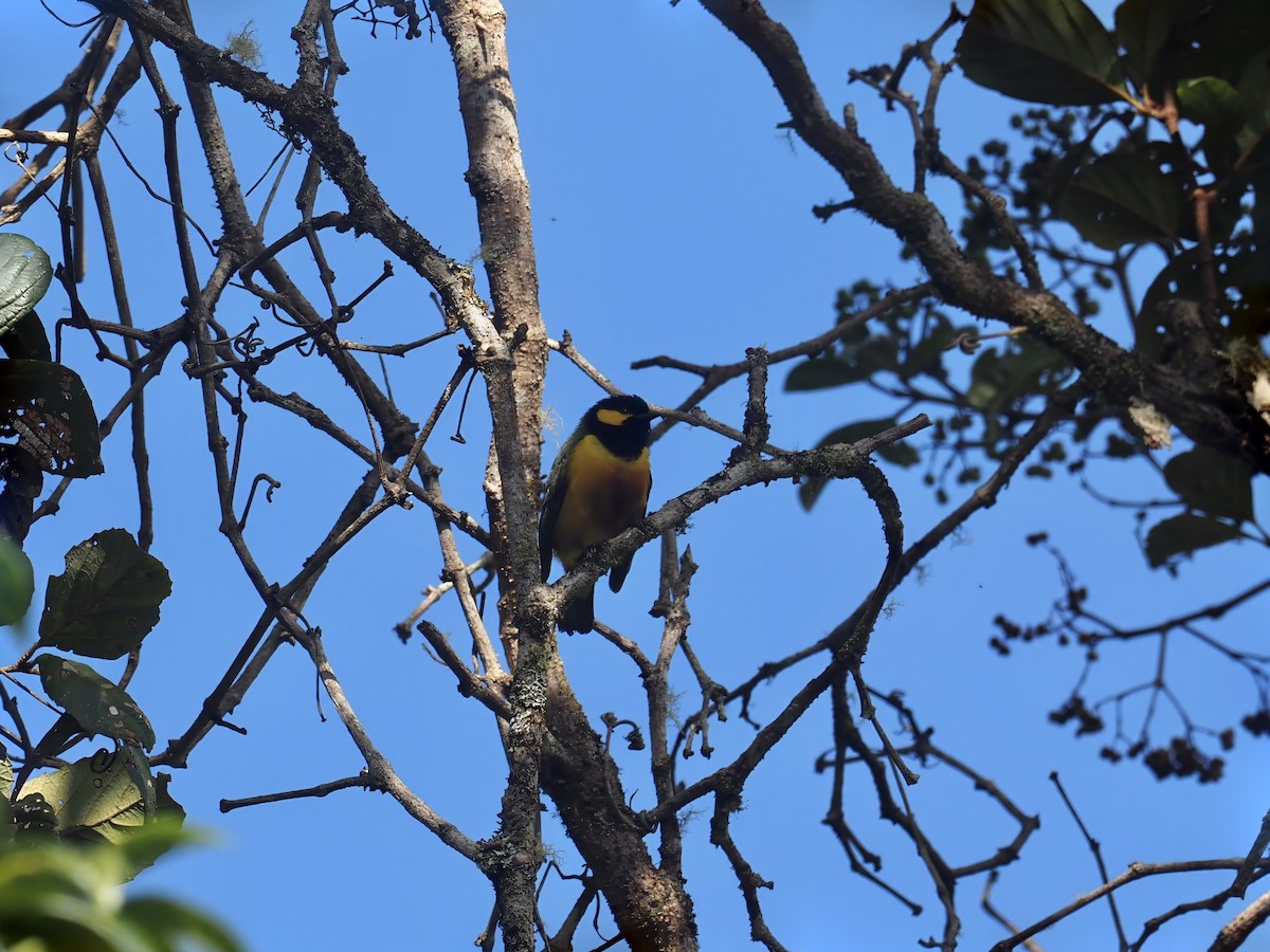 Tit Berrypecker - ML609511413