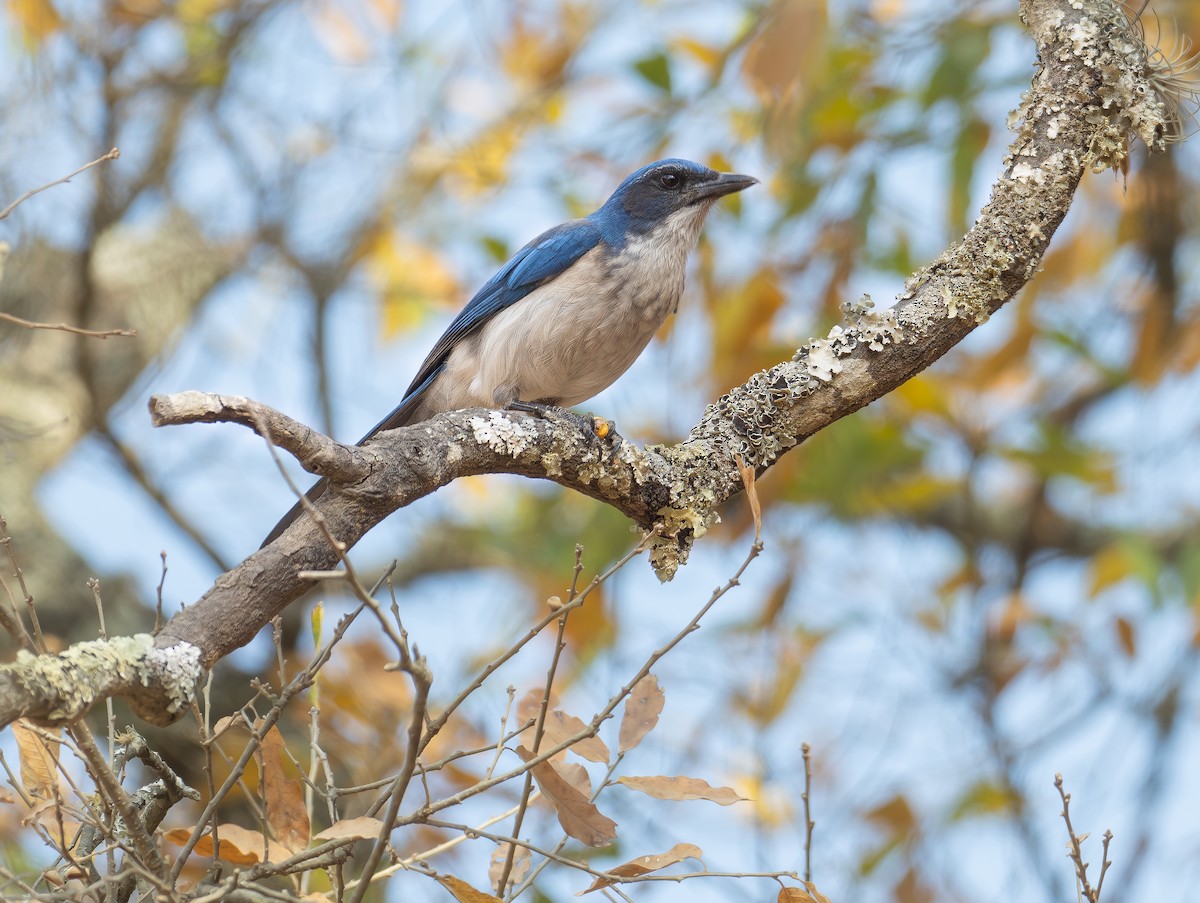 Woodhouse's Scrub-Jay - Alex Luna