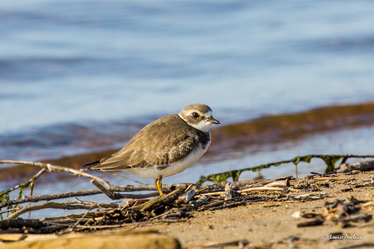 Semipalmated Plover - ML609511522