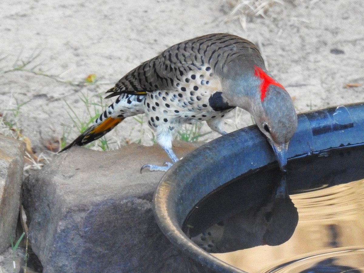 Northern Flicker (Yellow-shafted) - Roger Massey