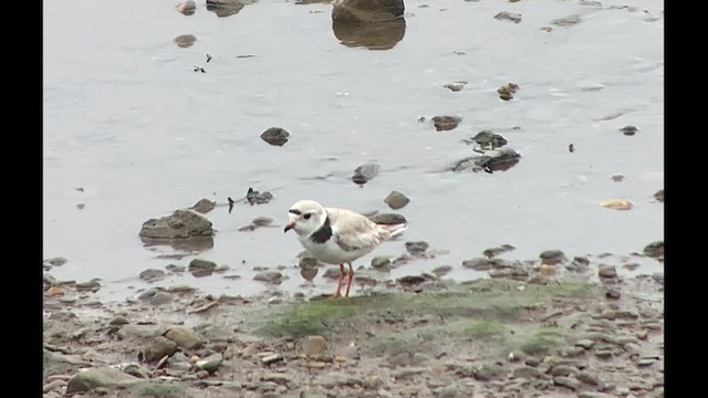 Piping Plover - ML609511587