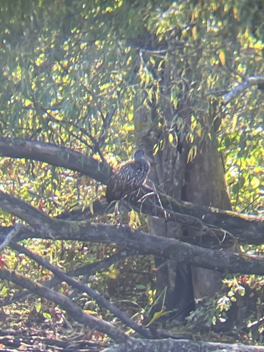 Limpkin - Cherith Janes