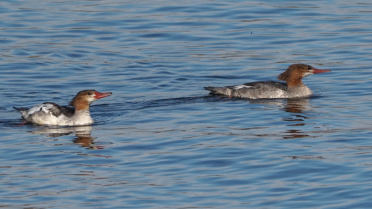 Common Merganser - Milton Paul