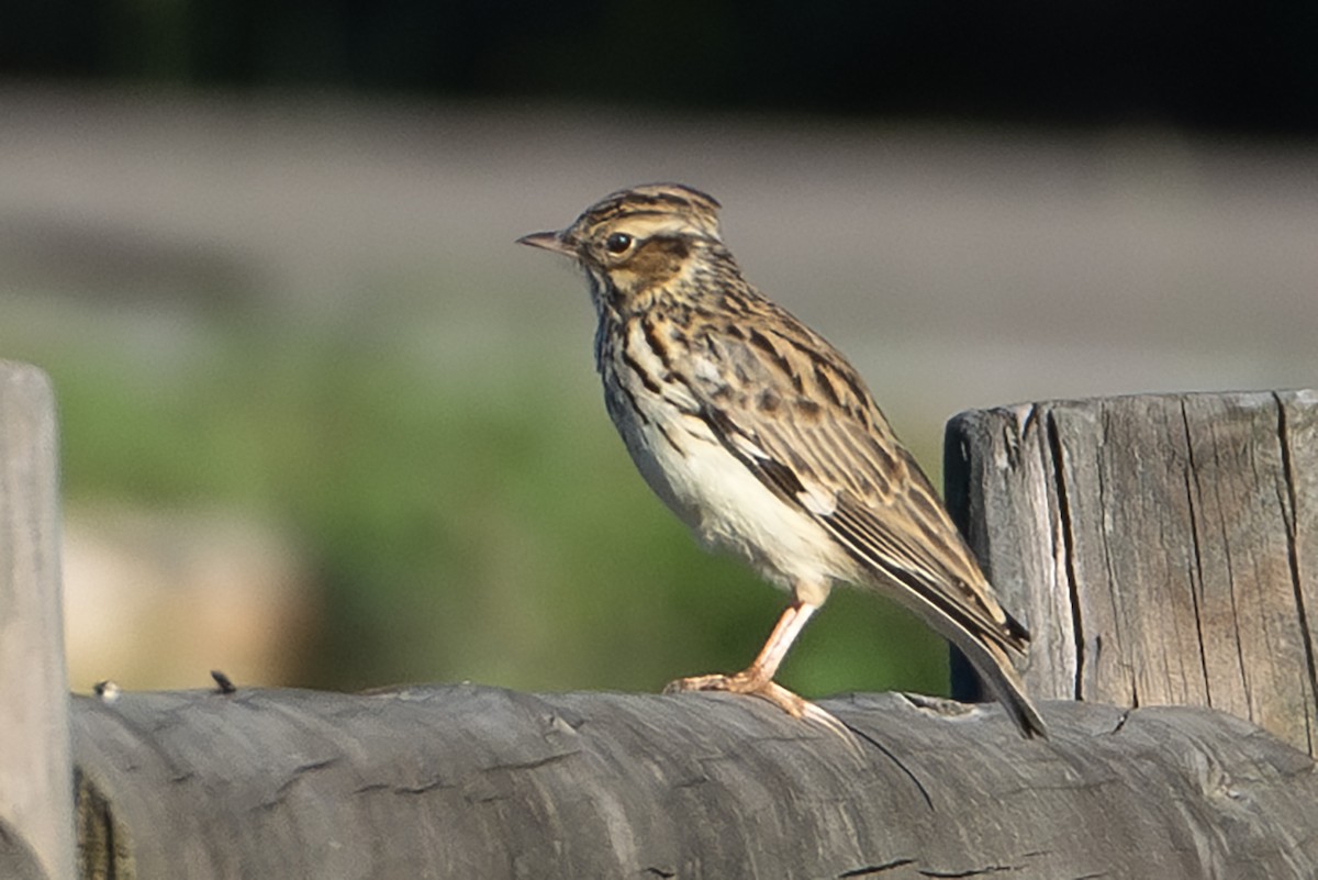 Wood Lark - ML609511620