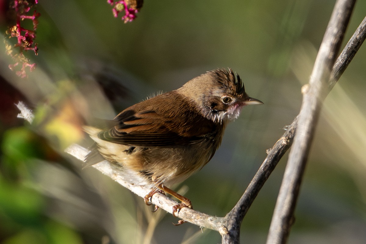 Greater Whitethroat - ML609511636