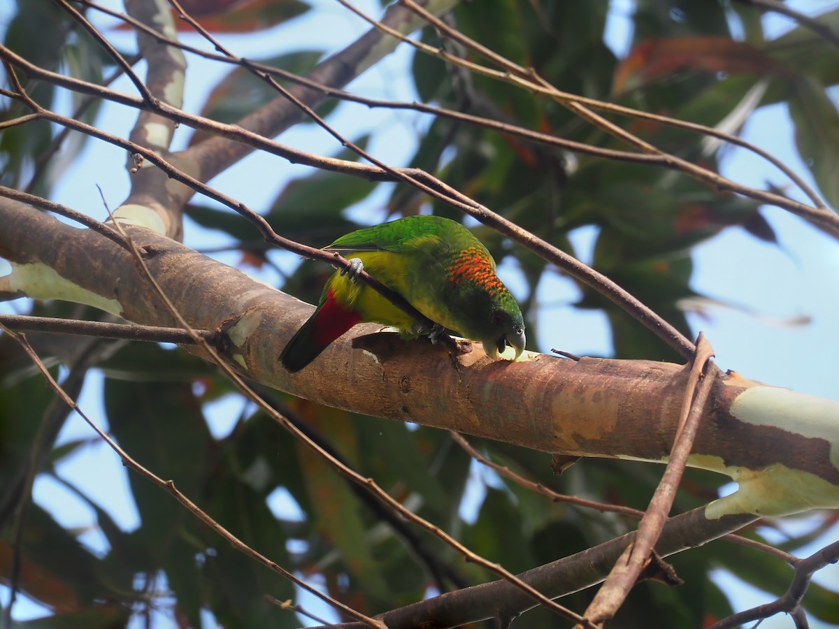 マダラガシラインコ - ML609511641