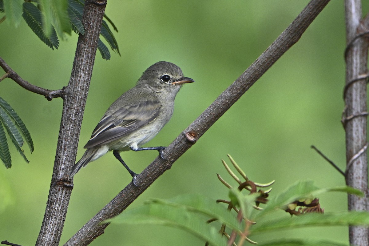 Northern Beardless-Tyrannulet - Carlos Echeverría