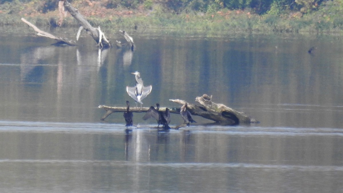 Great Blue Heron - ML609511697