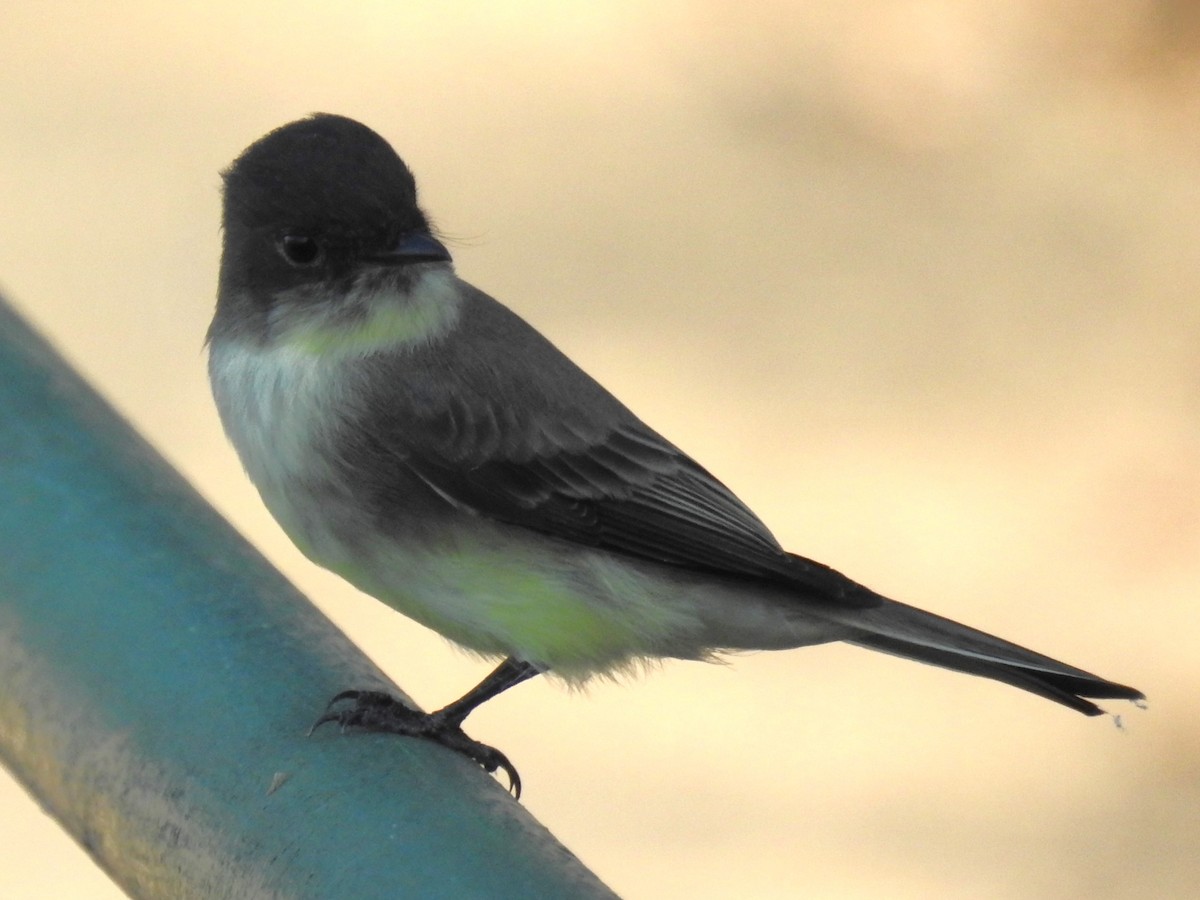 Eastern Phoebe - ML609511698