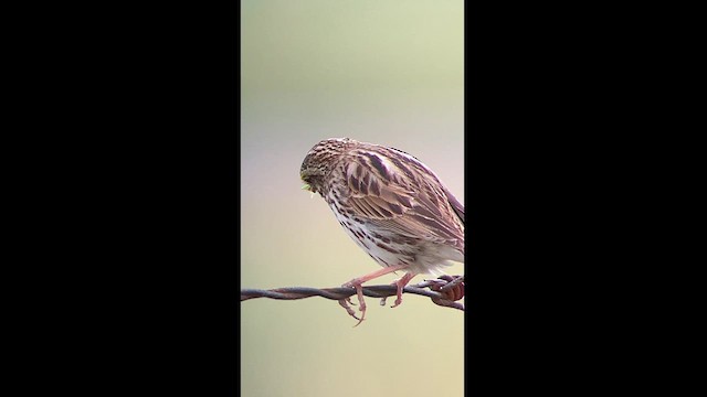 Savannah Sparrow - ML609511830