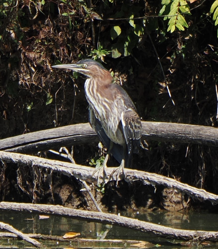 Green Heron - ML609511854