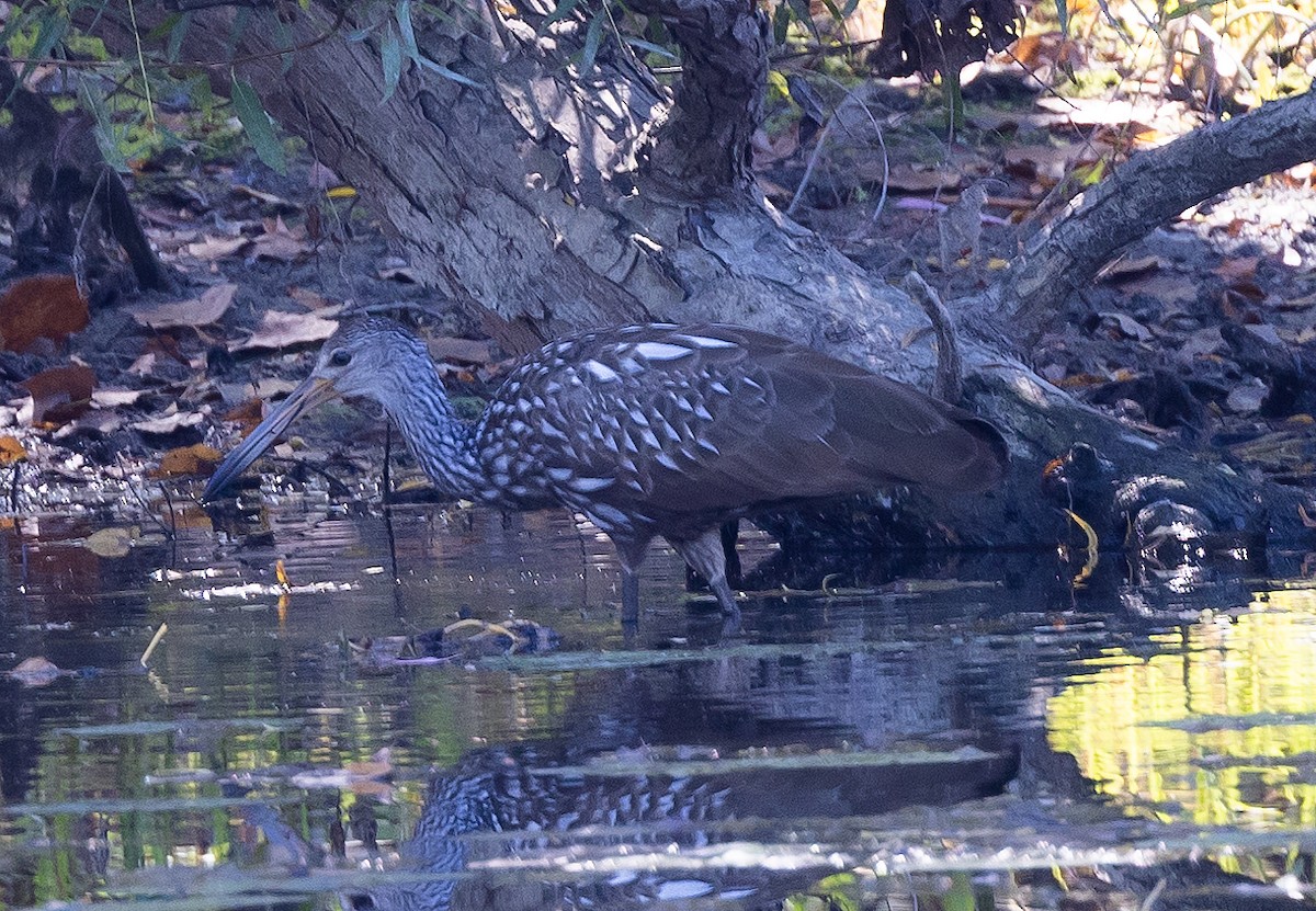 Limpkin - ML609511874