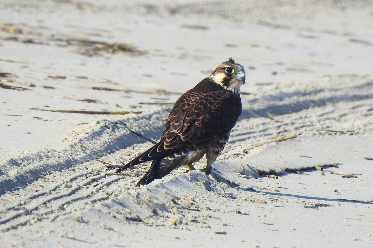 Peregrine Falcon - David  Clark