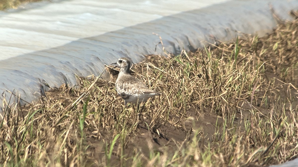 American Golden-Plover - ML609511970