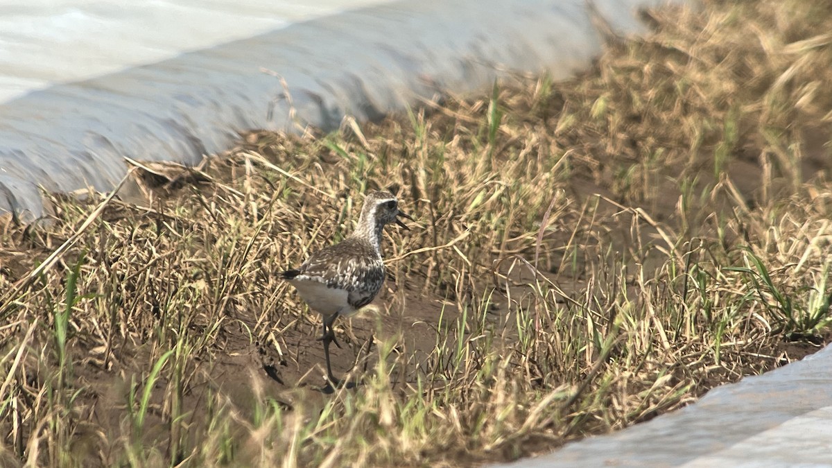 American Golden-Plover - ML609511971