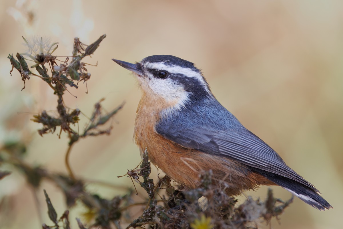 Red-breasted Nuthatch - John Callender