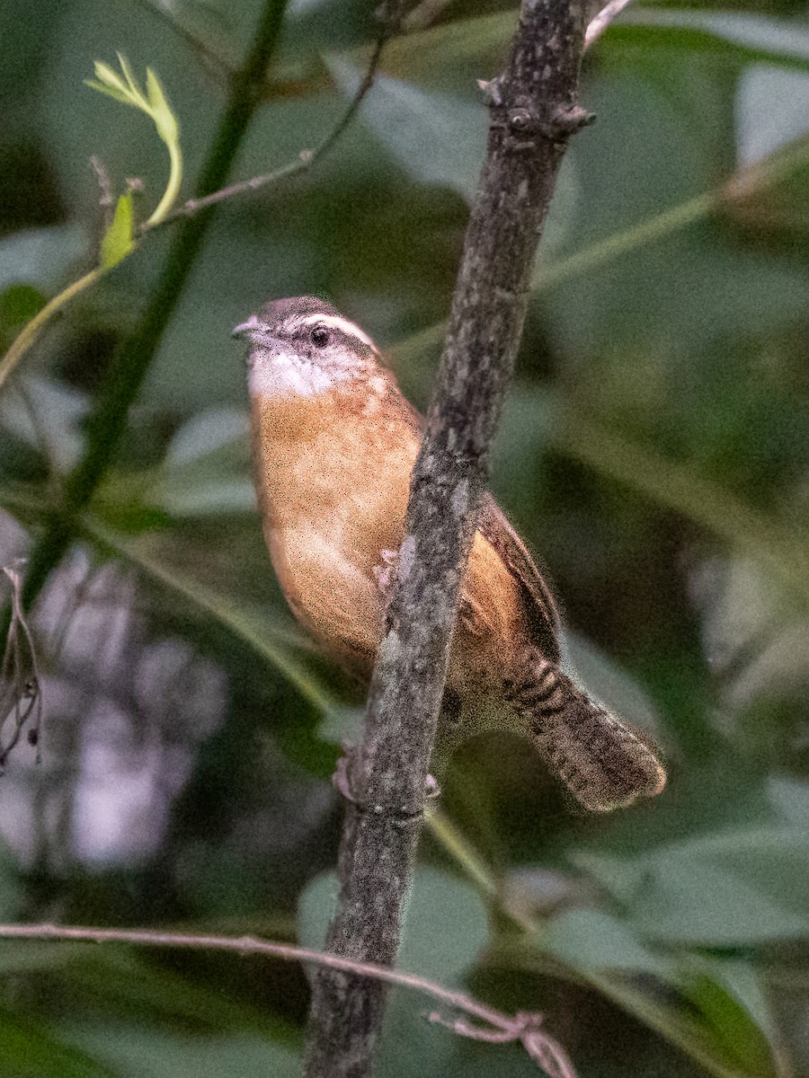 Carolina Wren - ML609511996