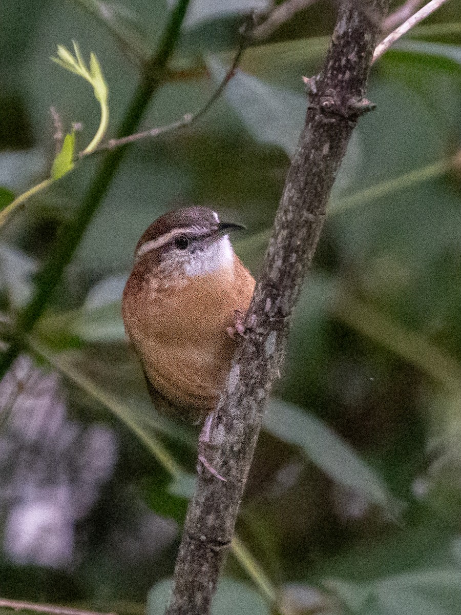 Carolina Wren - ML609511997