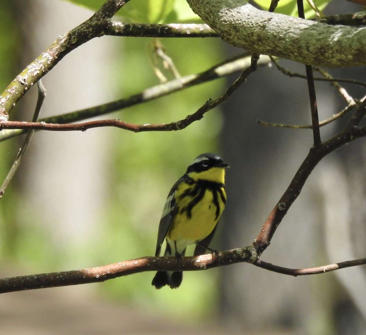 Magnolia Warbler - Martha Beebe