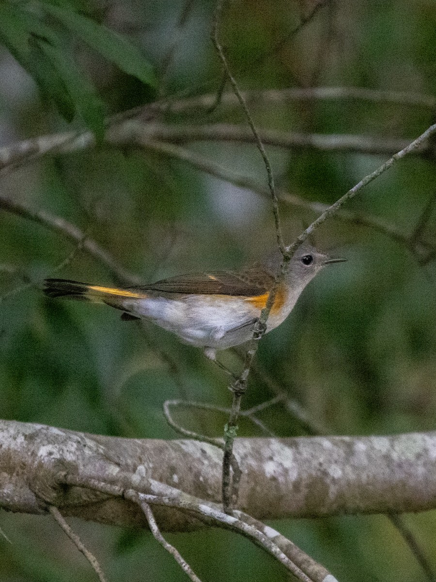 American Redstart - ML609512022