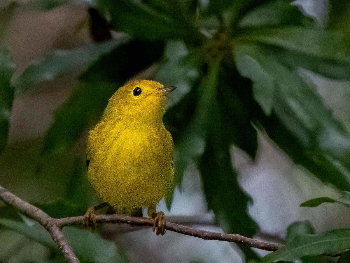 Yellow Warbler (Northern) - ML609512062