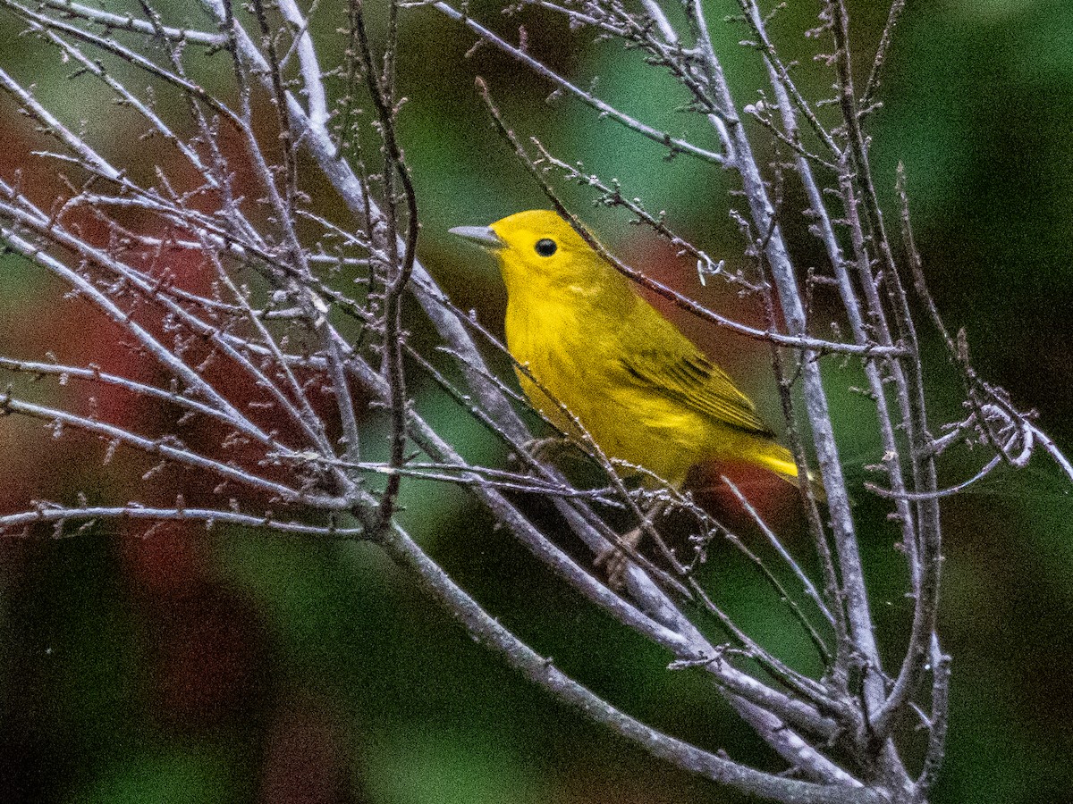 Yellow Warbler (Northern) - ML609512063