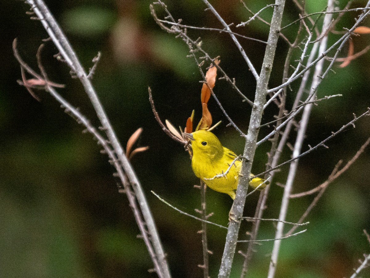 Yellow Warbler (Northern) - ML609512064