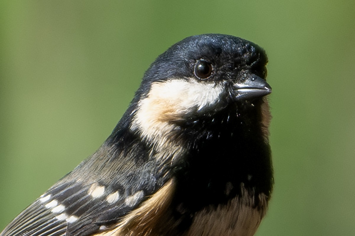 Coal Tit - ML609512069