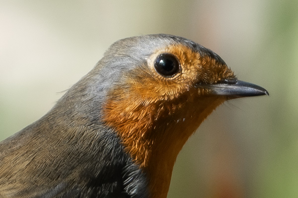 European Robin - ML609512076