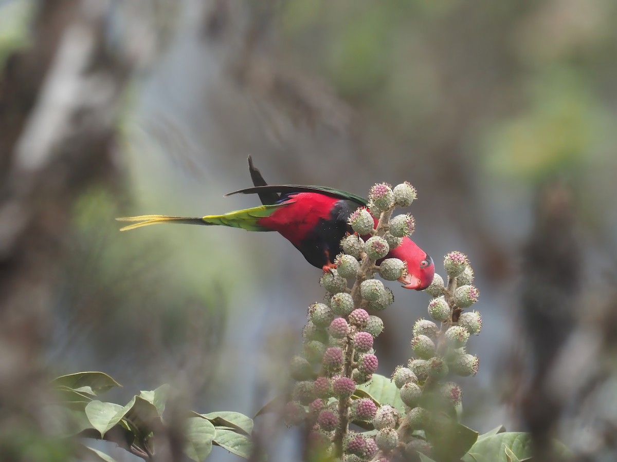 Stella's Lorikeet - ML609512077