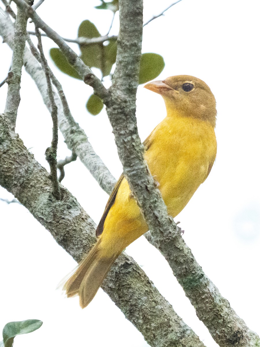 Summer Tanager - ML609512114