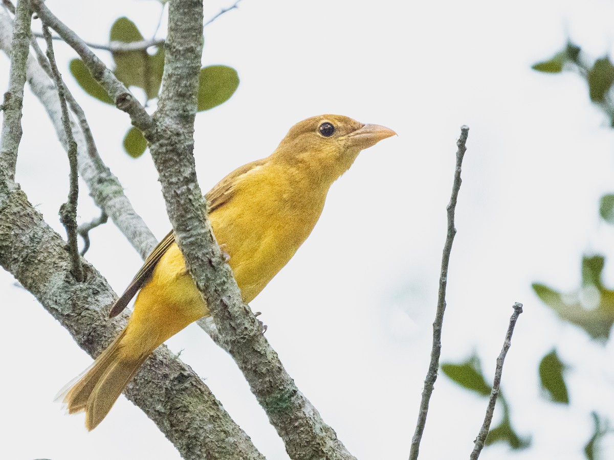 Summer Tanager - ML609512115