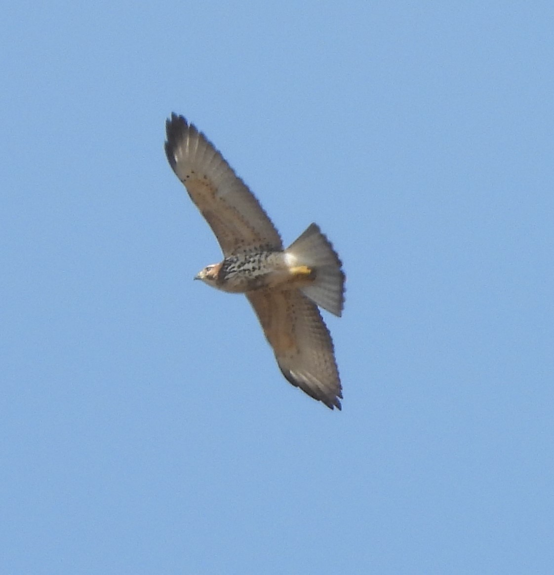 Broad-winged Hawk - ML609512133