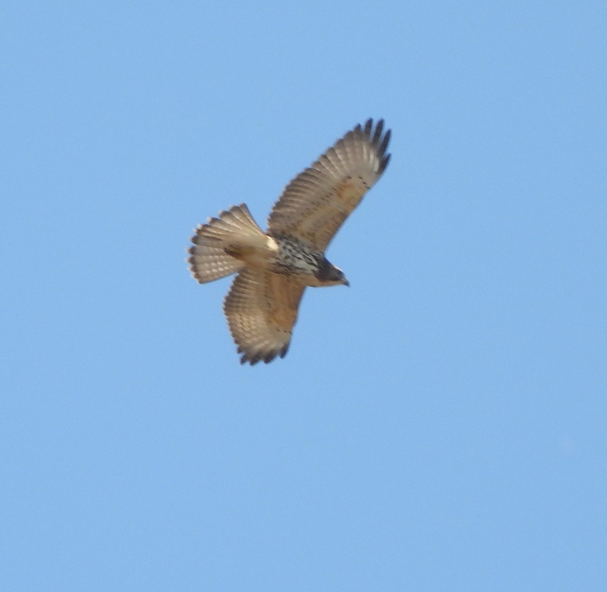 Broad-winged Hawk - ML609512134