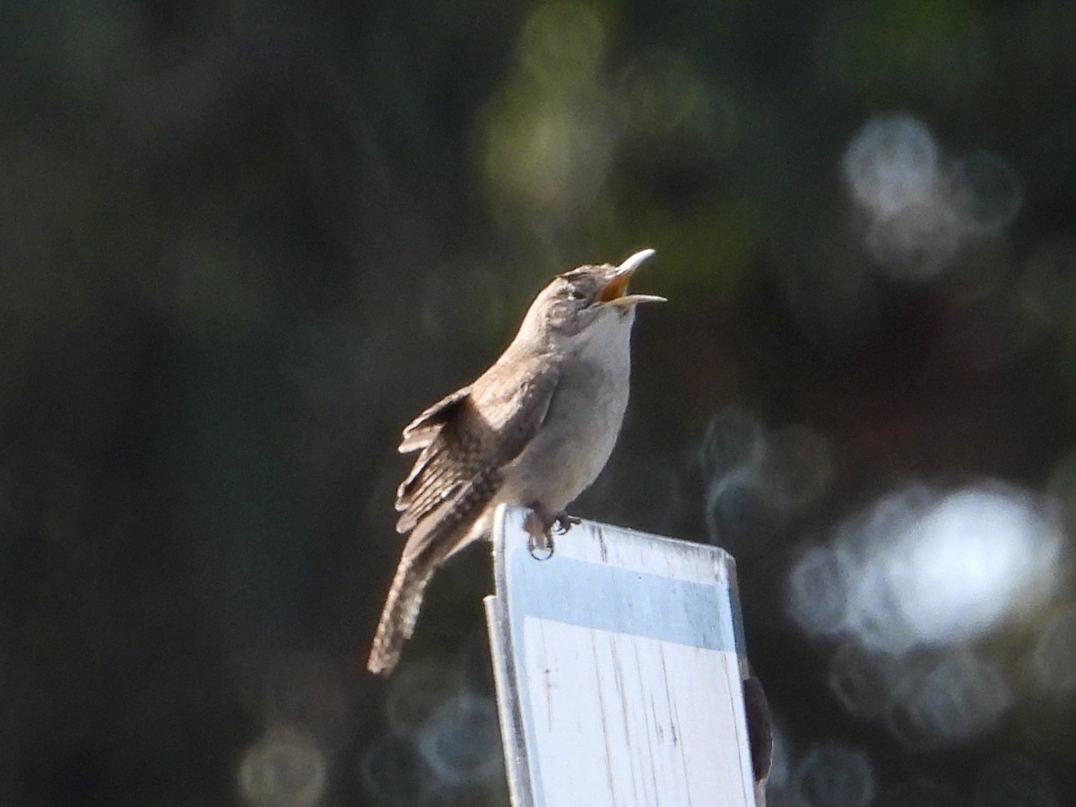 House Wren - ML609512235