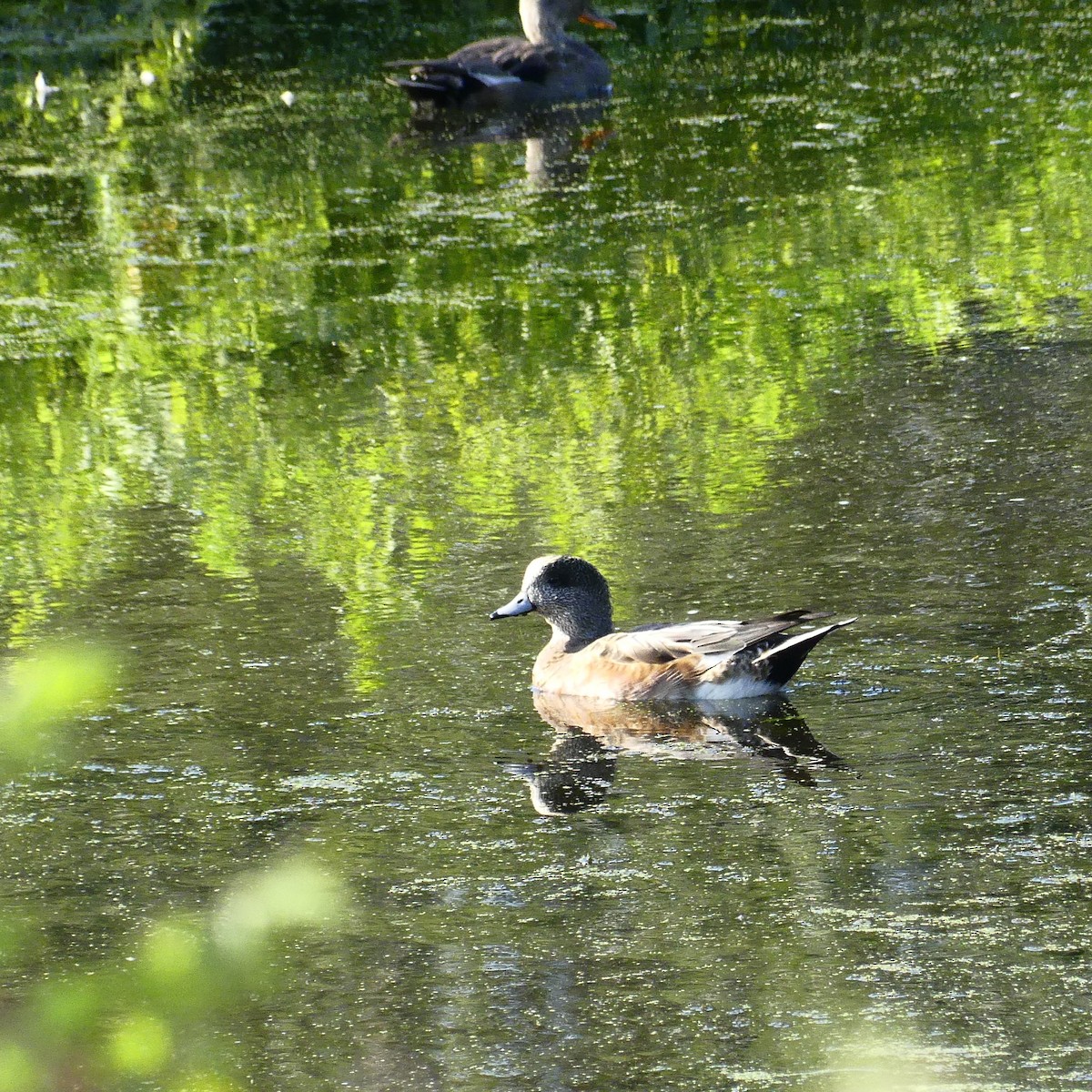 American Wigeon - ML609512262