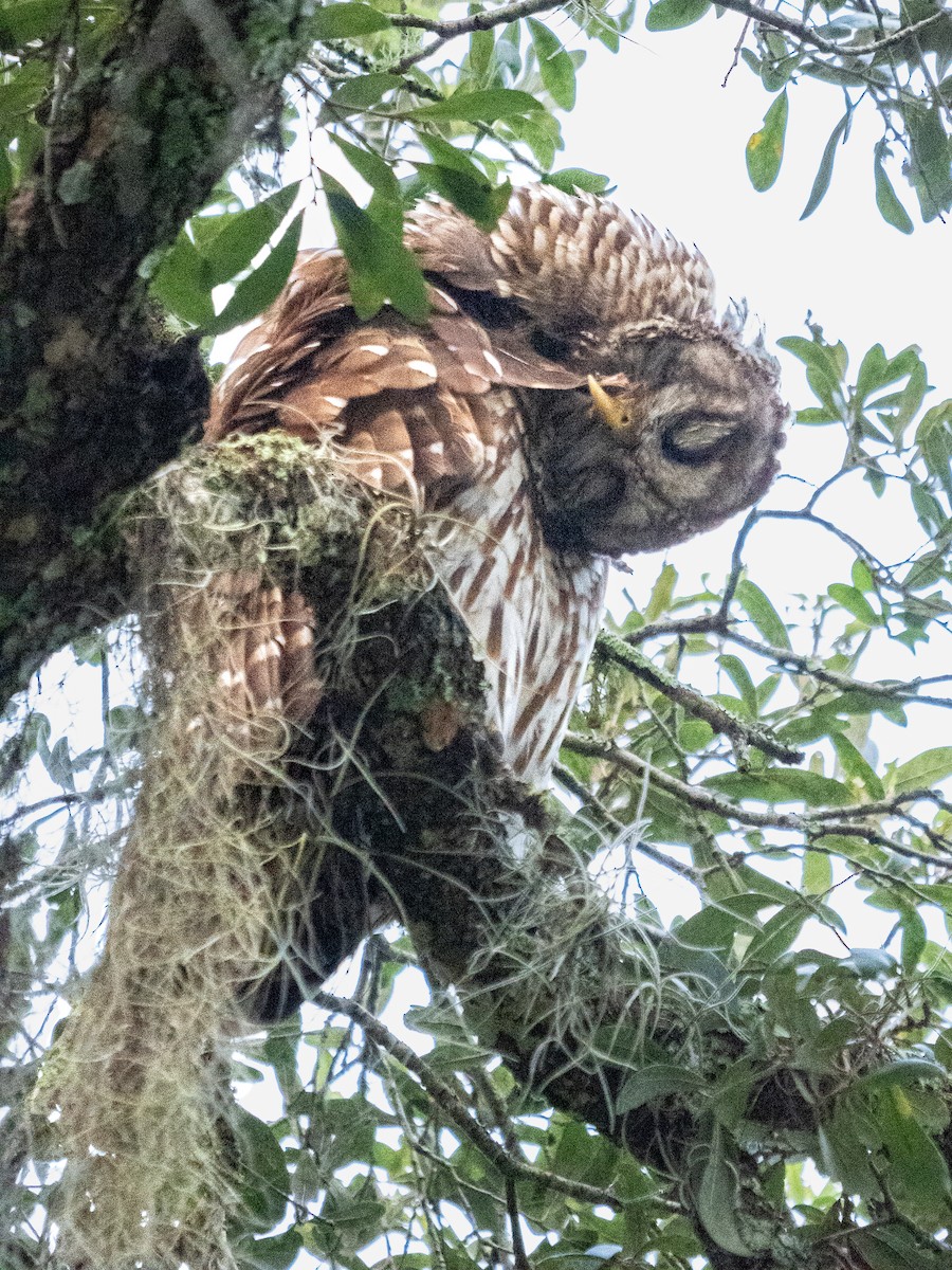 Barred Owl - ML609512321