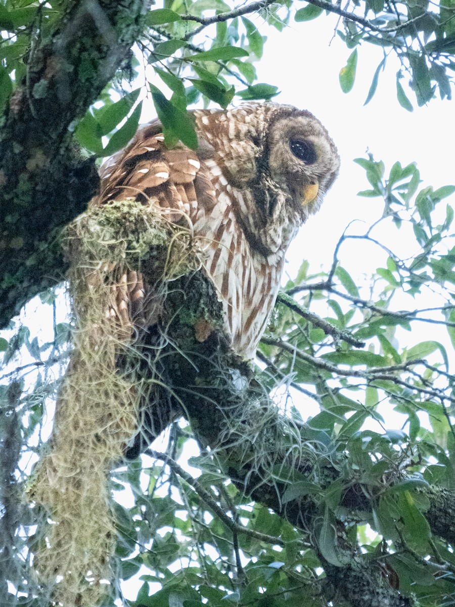 Barred Owl - ML609512322