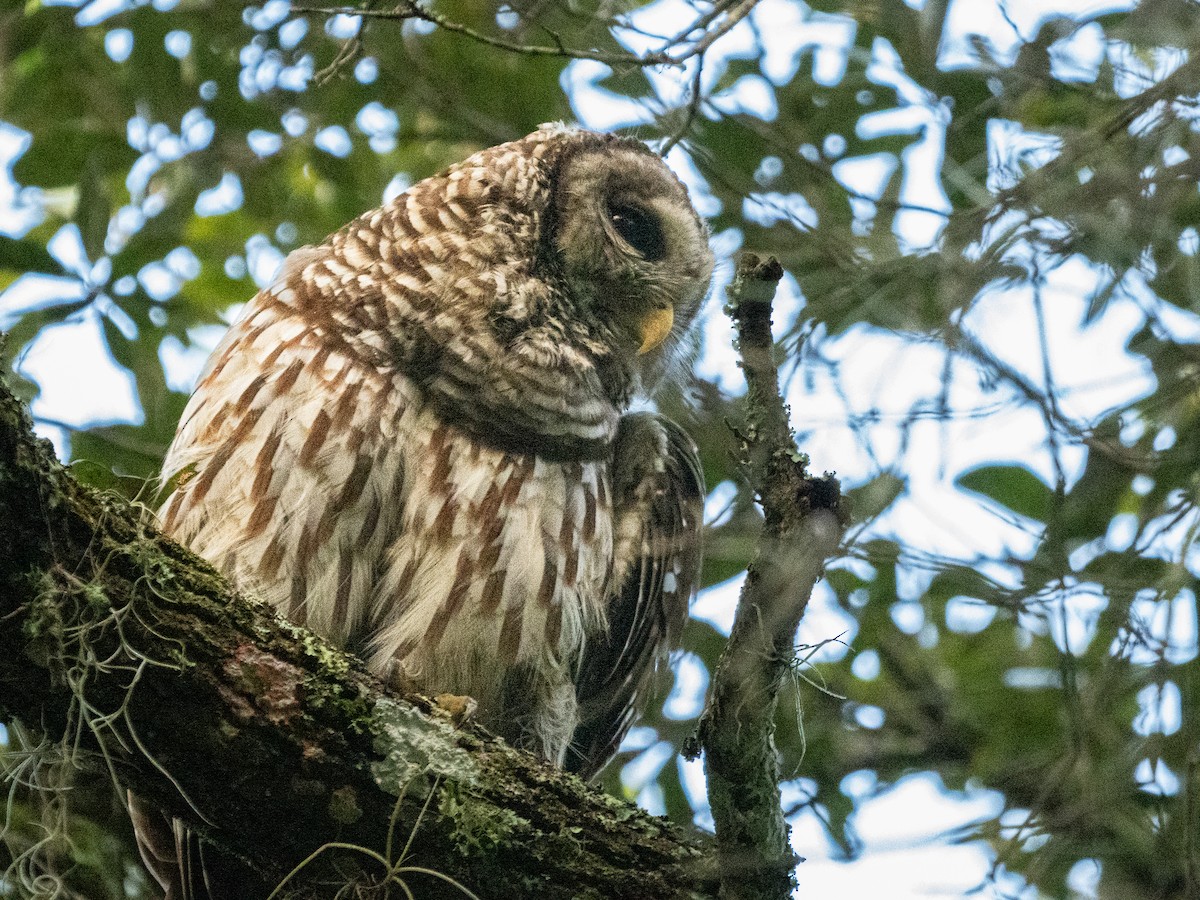 Barred Owl - ML609512323