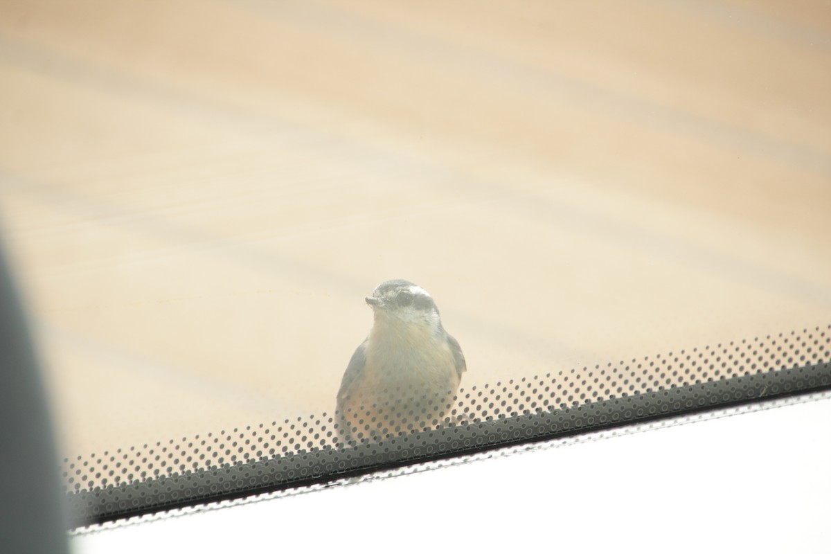 Red-breasted Nuthatch - Guillaume Calcagni