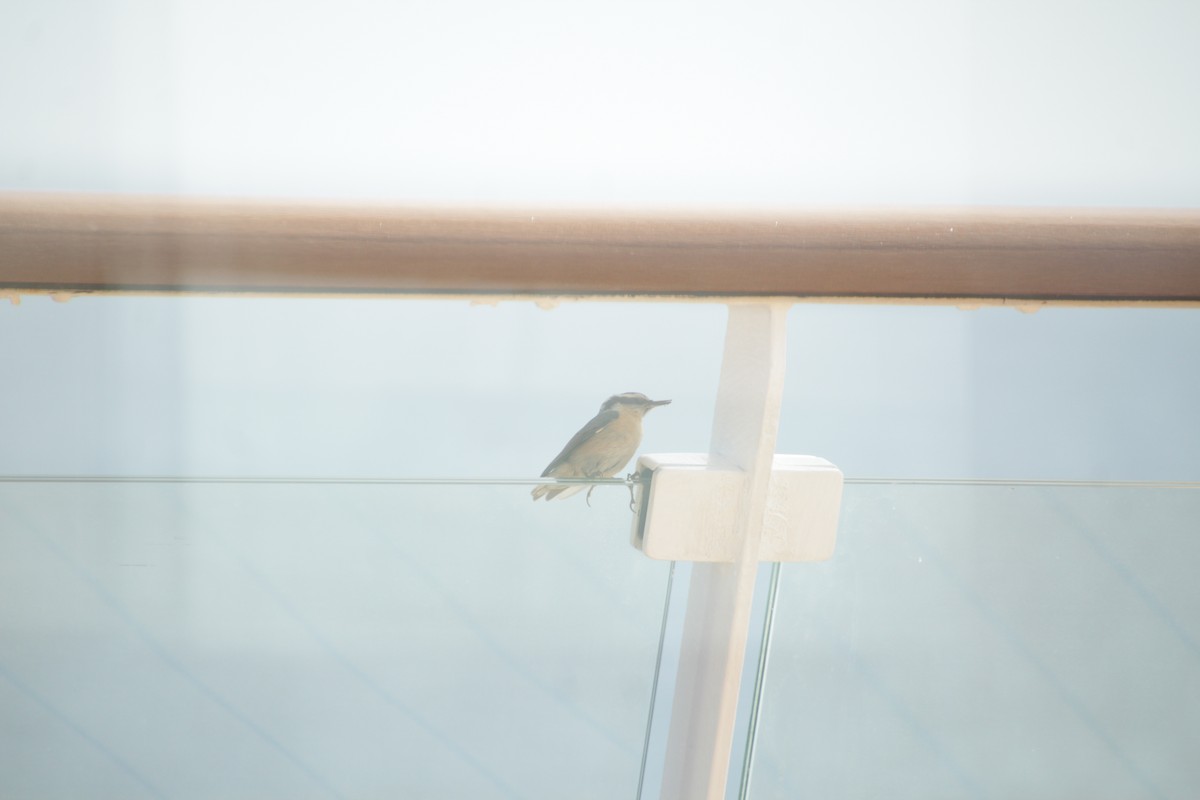 Red-breasted Nuthatch - ML609512362