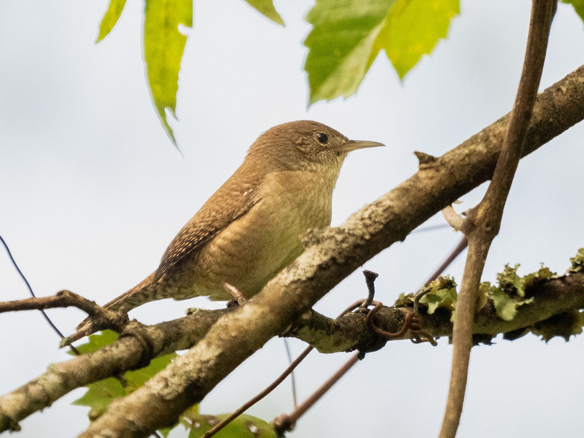 House Wren - ML609512363