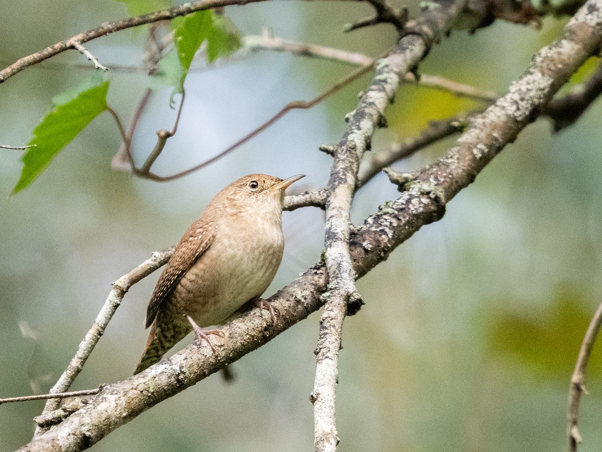 House Wren - ML609512364