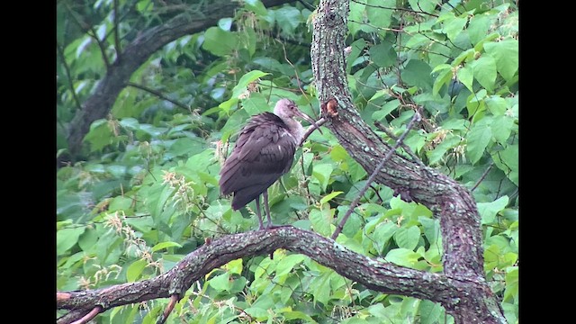 White Ibis - ML609512388