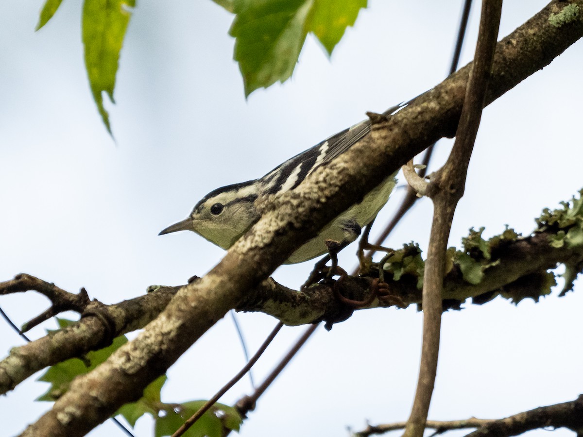 Black-and-white Warbler - ML609512400