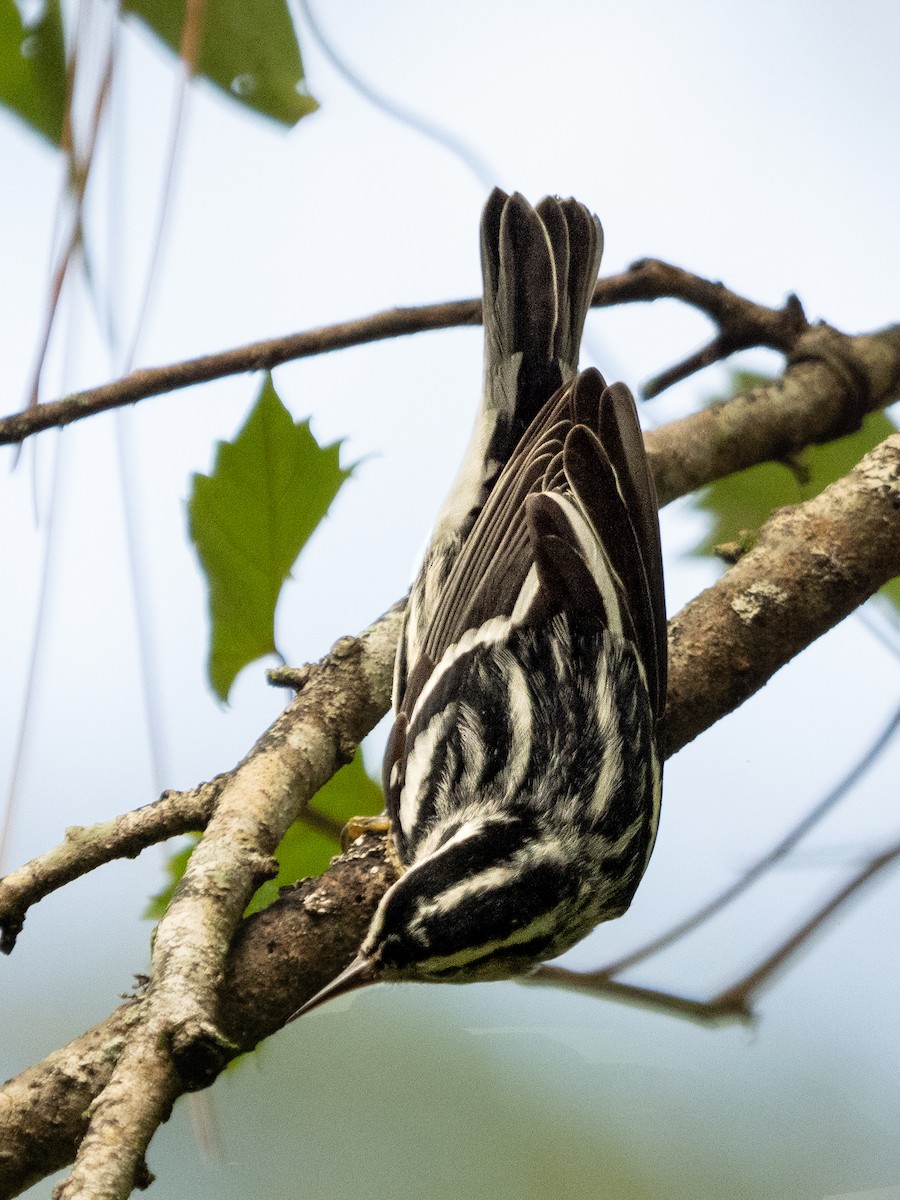 Black-and-white Warbler - ML609512401