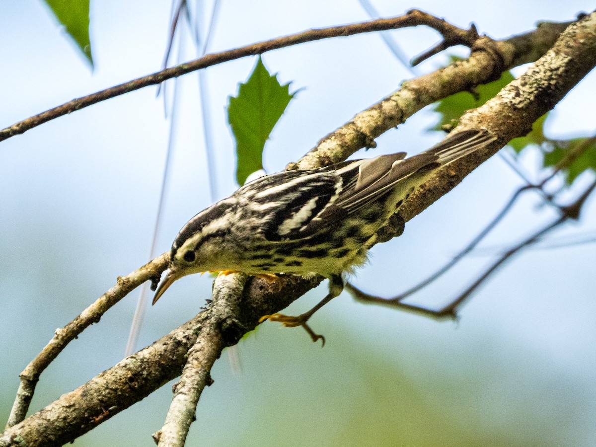 Black-and-white Warbler - ML609512403