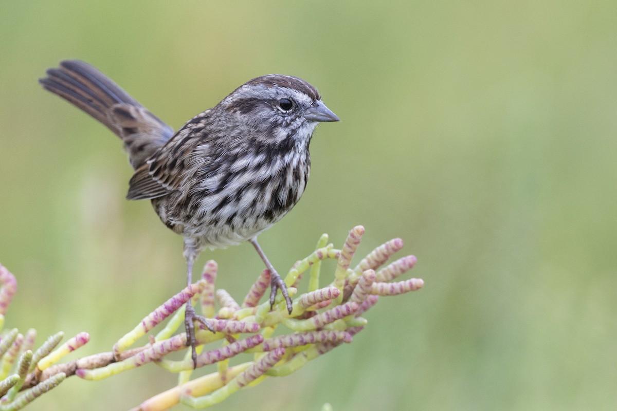 Song Sparrow (samuelsis) - ML609512408
