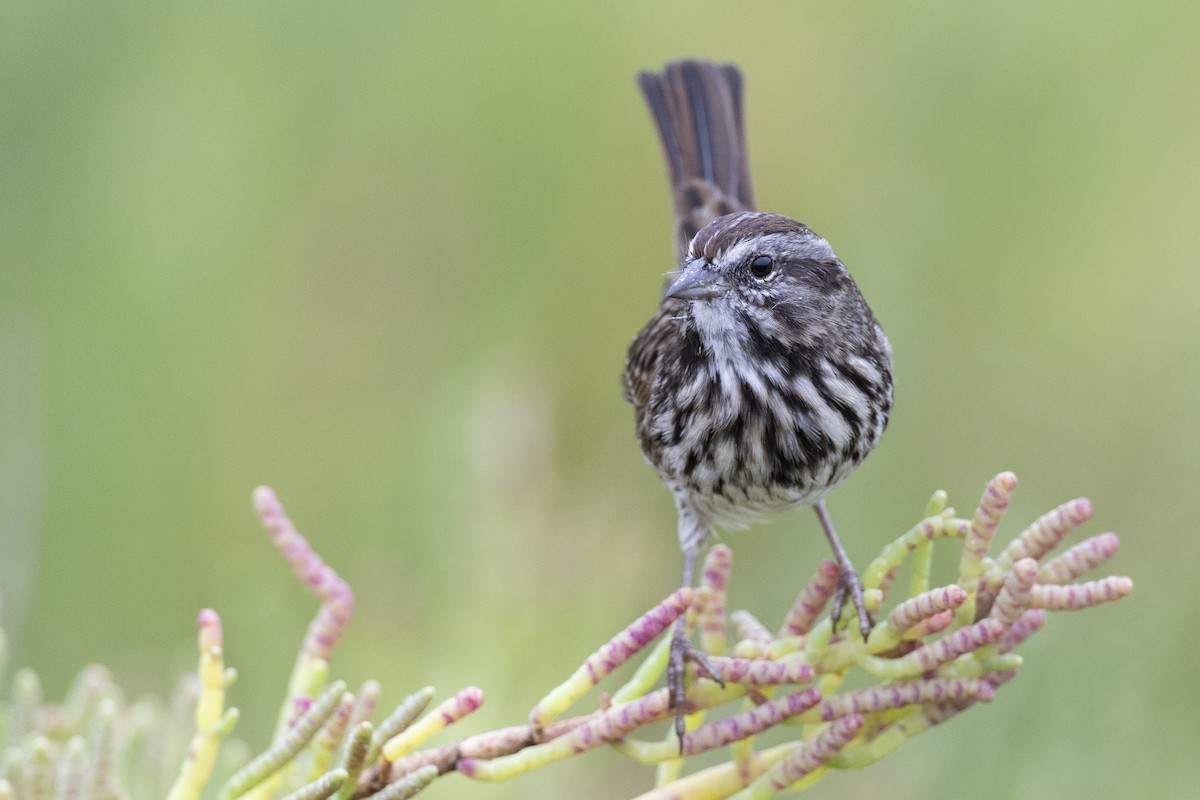 Song Sparrow (samuelsis) - ML609512411
