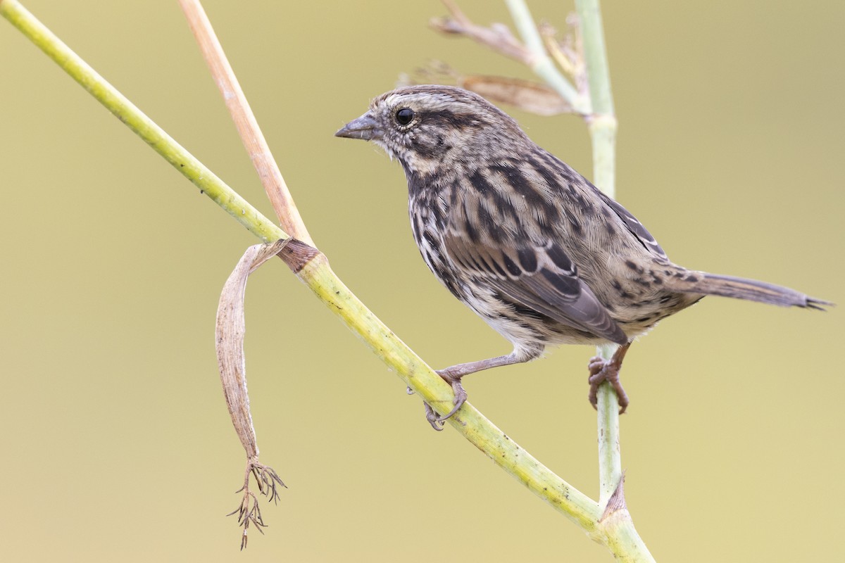 Song Sparrow (samuelsis) - ML609512412